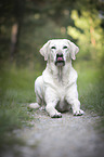 lying Labrador Retriever