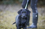 human with Labrador Retriever