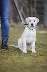 sitting Labrador Retriever