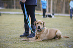 lying Labrador Retriever