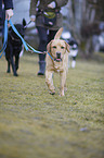 walking Labrador Retriever