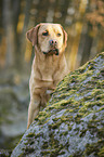 sitting Labrador Retriever