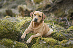 lying Labrador Retriever