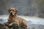 lying Labrador Retriever