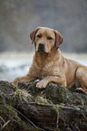 lying Labrador Retriever