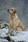 sitting Labrador Retriever