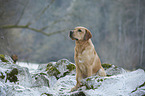 sitting Labrador Retriever