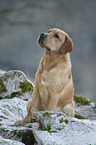 sitting Labrador Retriever