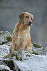 sitting Labrador Retriever