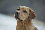 Labrador Retriever portrait