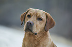 Labrador Retriever portrait