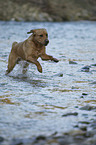 running Labrador Retriever