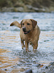 running Labrador Retriever