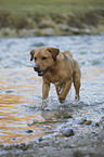 running Labrador Retriever