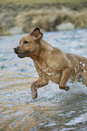 running Labrador Retriever