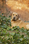 lying Labrador Retriever