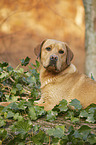 lying Labrador Retriever