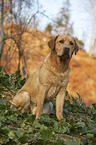 sitting Labrador Retriever