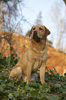 sitting Labrador Retriever