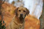 Labrador Retriever portrait