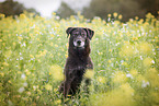 sitting Labrador Retriever