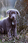 sitting Labrador Retriever puppy