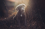 sitting Labrador Retriever puppy