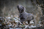 walking Labrador Retriever puppy