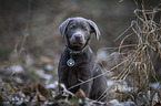 sitting Labrador Retriever puppy