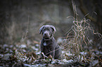 sitting Labrador Retriever puppy