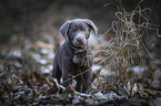 walking Labrador Retriever puppy