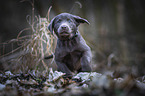 Labrador Retriever puppy