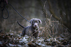 walking Labrador Retriever puppy