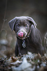 walking Labrador Retriever puppy