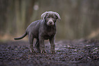 walking Labrador Retriever puppy