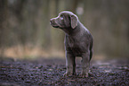 walking Labrador Retriever puppy