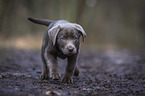 running Labrador Retriever puppy