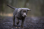 running Labrador Retriever puppy