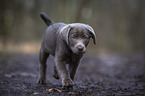 running Labrador Retriever puppy