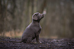 sitting Labrador Retriever puppy