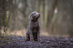 sitting Labrador Retriever puppy