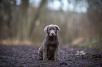 sitting Labrador Retriever puppy