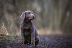 sitting Labrador Retriever puppy