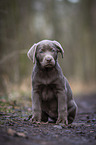 sitting Labrador Retriever puppy