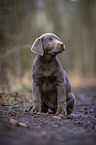 sitting Labrador Retriever puppy