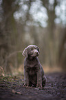 sitting Labrador Retriever puppy