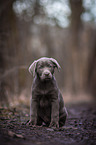 sitting Labrador Retriever puppy