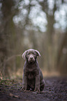 sitting Labrador Retriever puppy