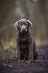 sitting Labrador Retriever puppy