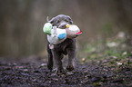 running Labrador Retriever puppy